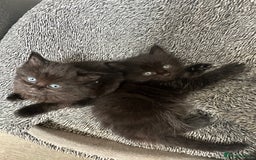 Domestic Shorthair cats for sale: Fluffy black kittens  - Image 2