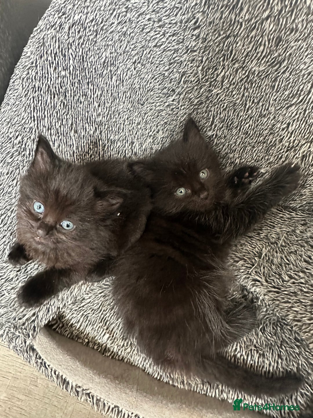 Domestic Shorthair cats for sale: Fluffy black kittens  - Image 2