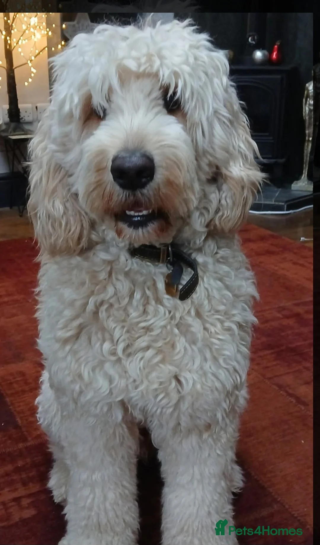 Double Doodle dogs for stud: Proven Ultimate Double Doodle for stud - Advert 2