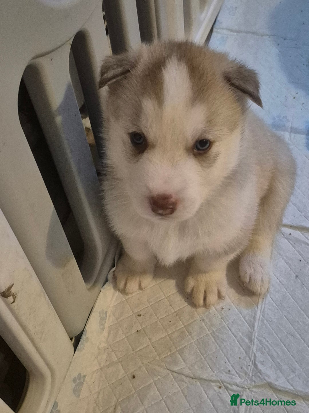Alaskan Malamute dogs for sale: Beautiful husky malmute puppies ready NOW  - Advert 8