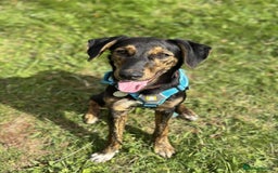 Mixed Breed dogs for adoption: Puppy Rina is waiting for you! - Image 1