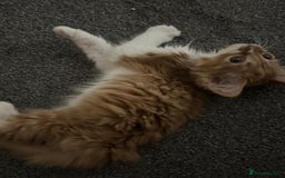 Mixed Breed cats for sale: Ginger Kitten  - Image 3