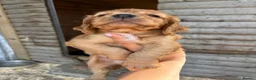 Cocker Spaniel dogs for sale: Cocker Spaniel pups  in Seaham - Advert 5