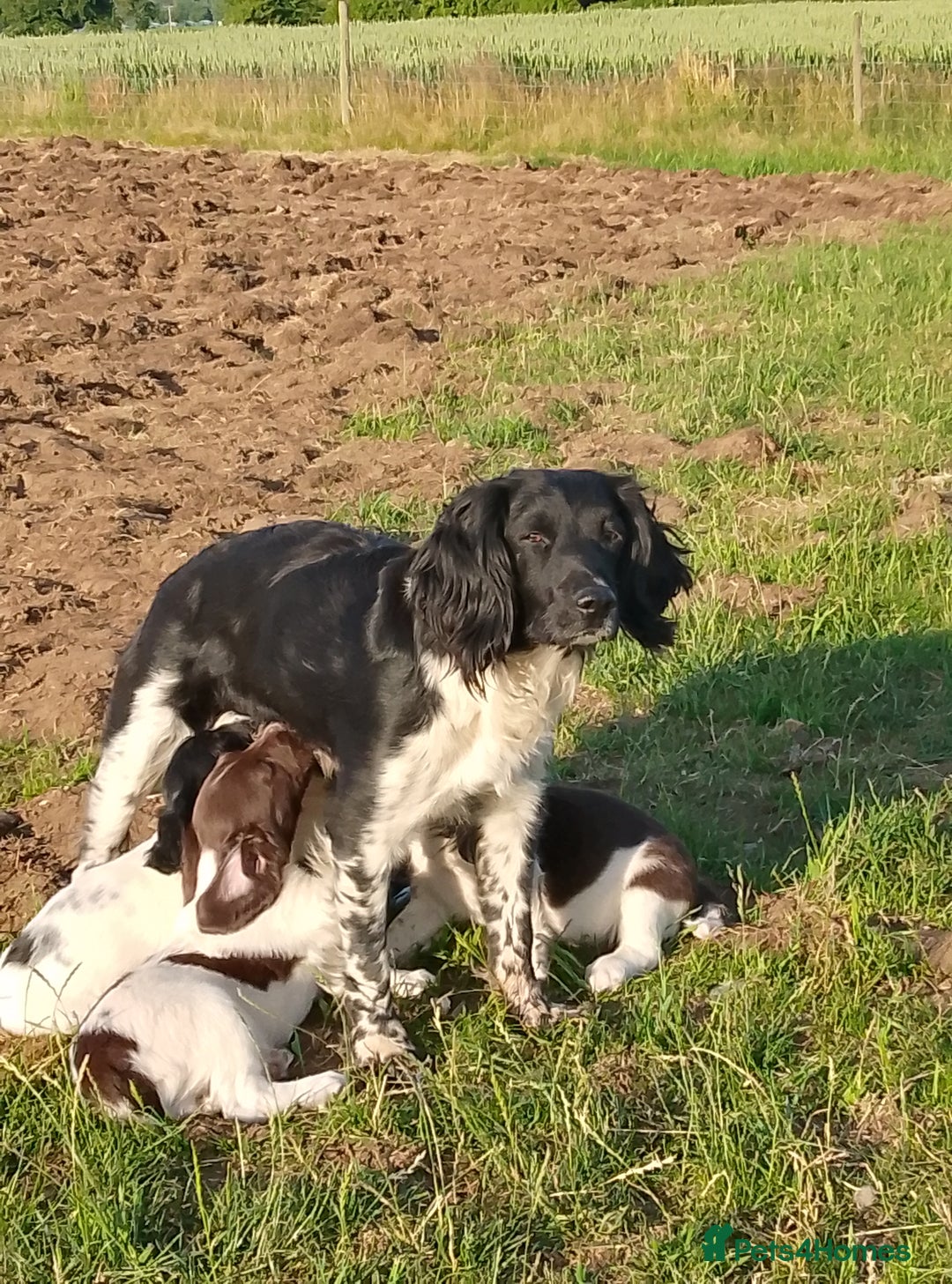 English Springer Spaniel dogs for sale: Working Springer Spaniel puppies in Thetford - Image 6