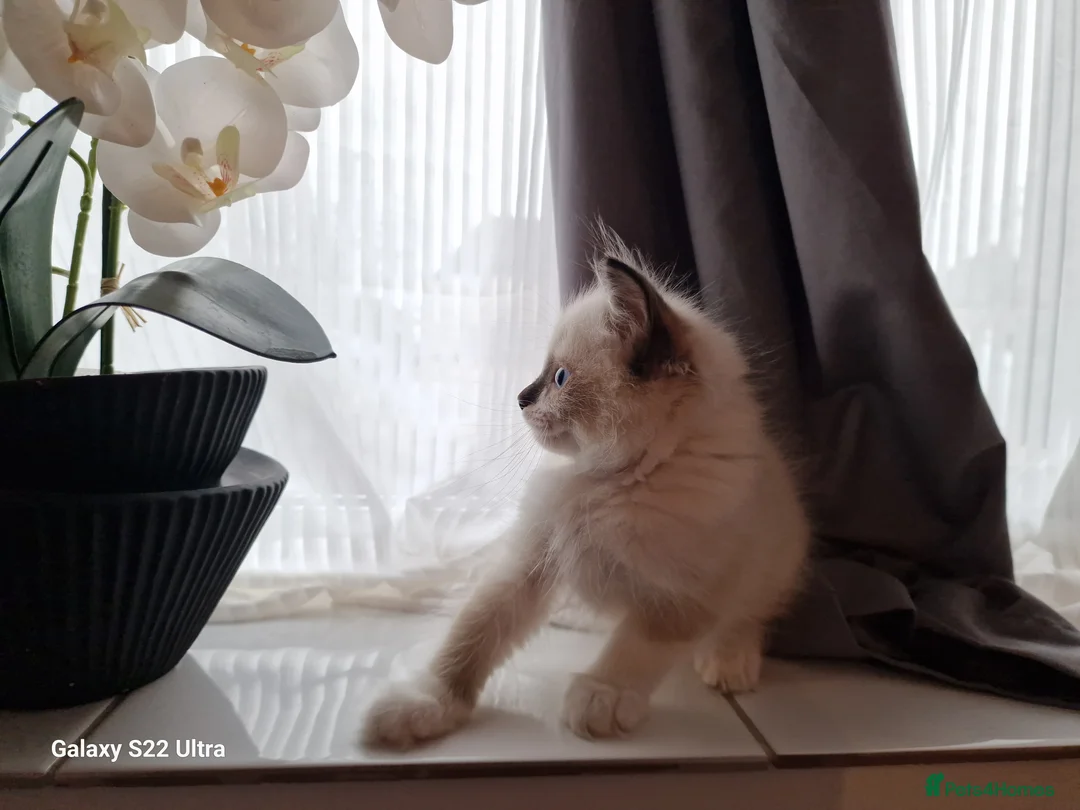 Ragdoll cats for sale: 💎 Elite Ragdoll Kittens  💎 - Advert 12