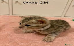 Bengal cats for sale: Pure Bengal Kittens Available  - Image 14