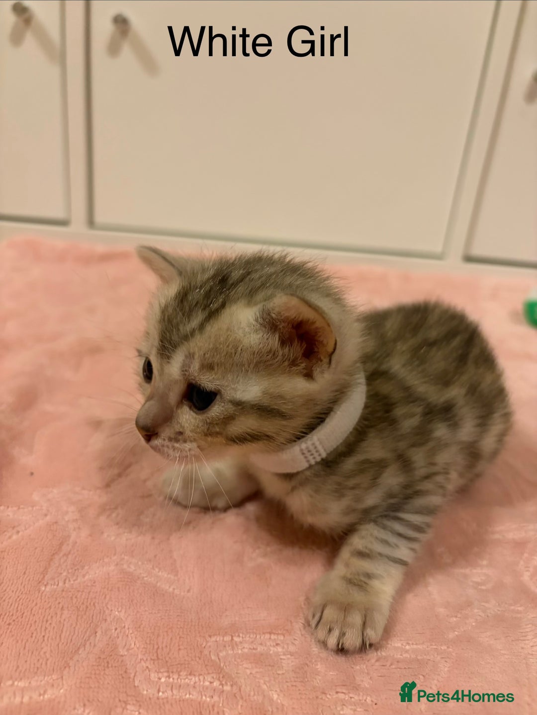 Bengal cats for sale: Pure Bengal Kittens Available  - Image 14