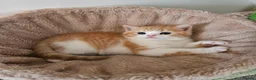 Scottish Fold cats for sale: Adorable Scottish Fold Straight Ear Kittens  - Advert 6