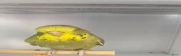 Budgerigars birds for sale: Baby Budgies - Advert 10
