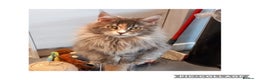 Maine Coon cats for sale: Two beautiful male Maine Coons - Advert 6