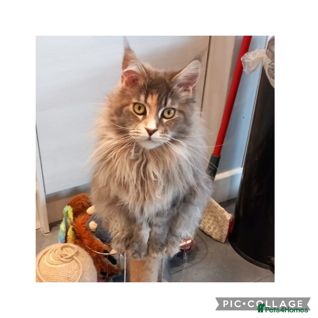 Maine Coon cats for sale: Two beautiful male Maine Coons - Advert 6