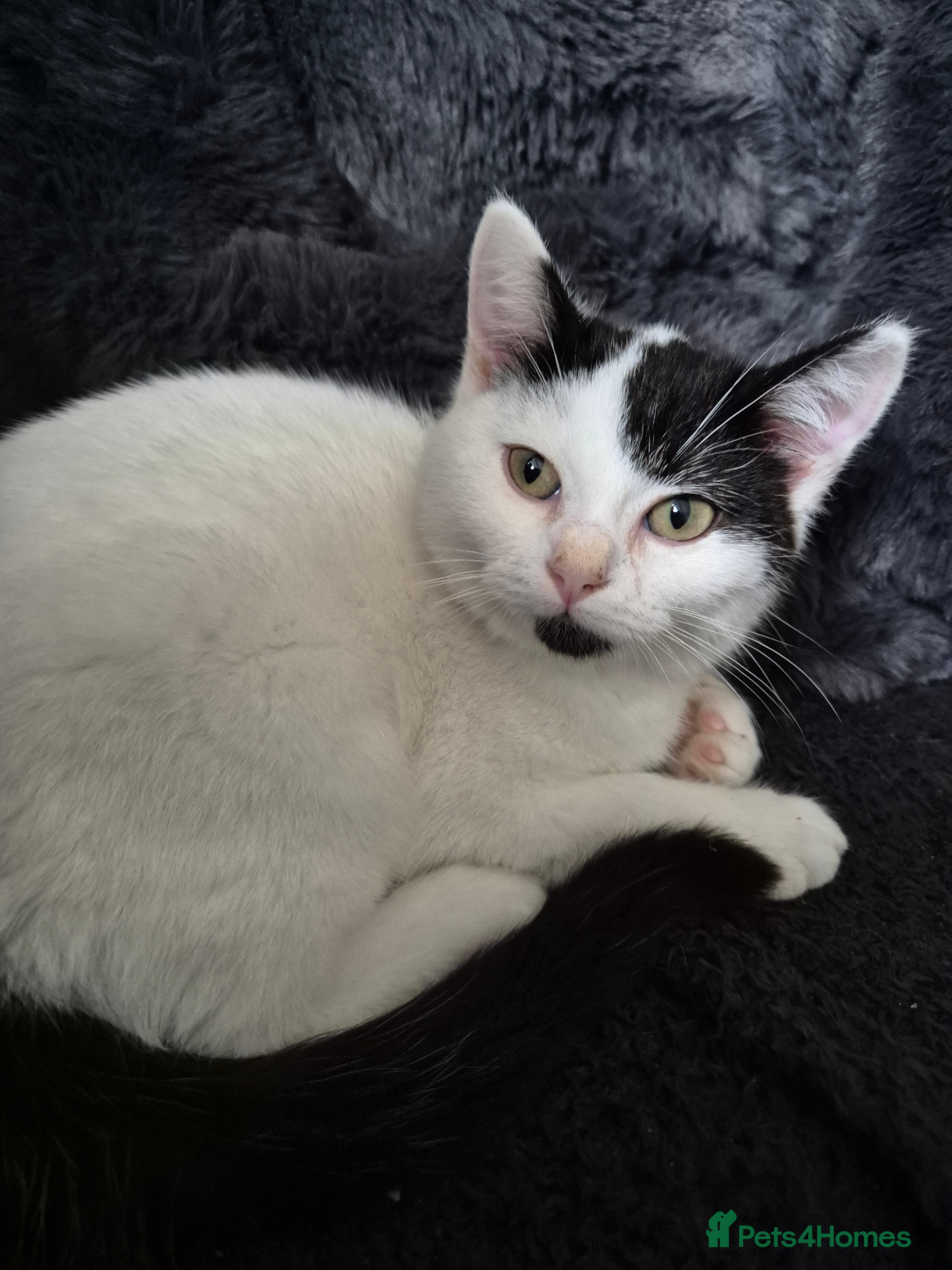 Selkirk Rex cats Tica reg  pedigree selkirk rex kittens ready now  - Advert 15