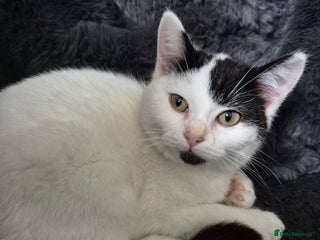 Selkirk Rex cats Tica reg pedigree selkirk rex kittens ready now - Advert 18