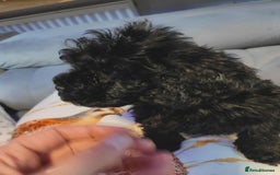 Shihpoo dogs for sale: Standard poodle x shihpoo - Image 16