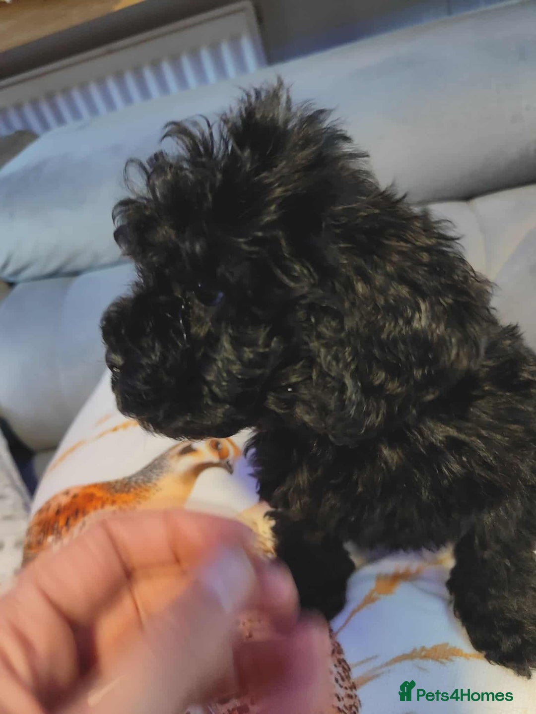 Shihpoo dogs for sale: Standard poodle x shihpoo - Image 16