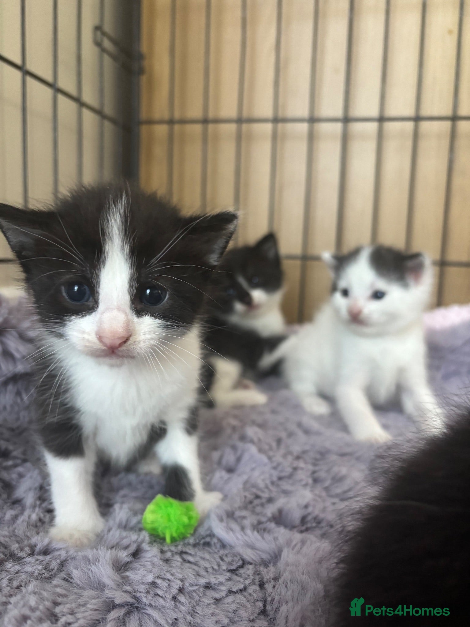 Mixed Breed cats Fluffy black and white kittens  - Advert 3