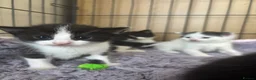 Mixed Breed cats for sale: Fluffy black and white kittens  - Advert 1
