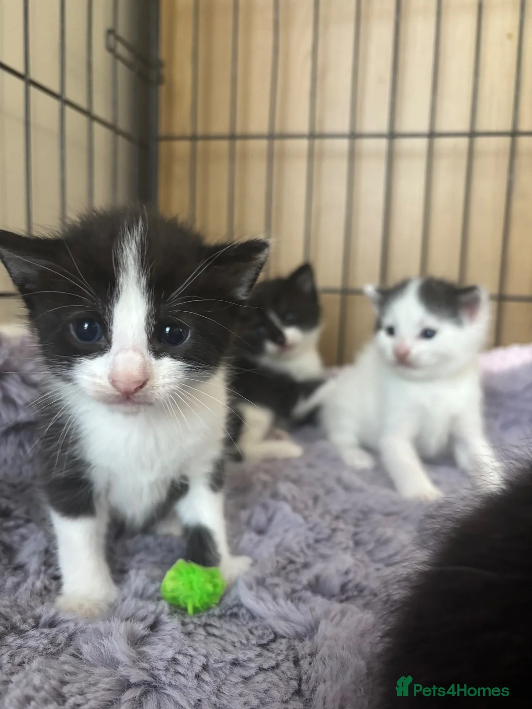 Mixed Breed cats for sale: Fluffy black and white kittens  - Advert 1