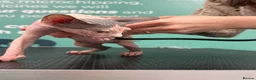 Sphynx cats for sale: Stunning Female Kitten Gabi  - Advert 7