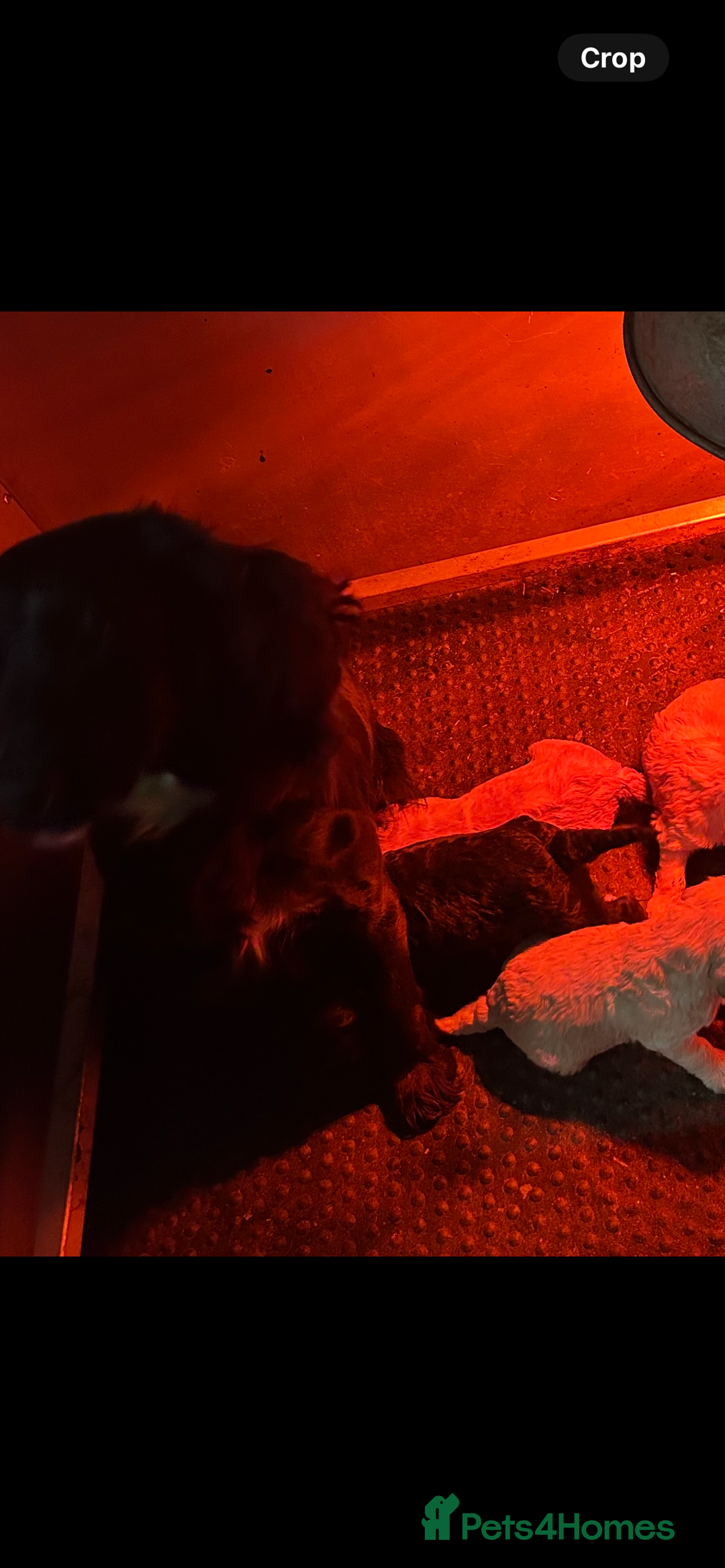 Cockapoo dogs for sale: F1 cockapoos  - Advert 2