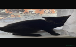 Bombay cats for sale: black cat  - Image 2