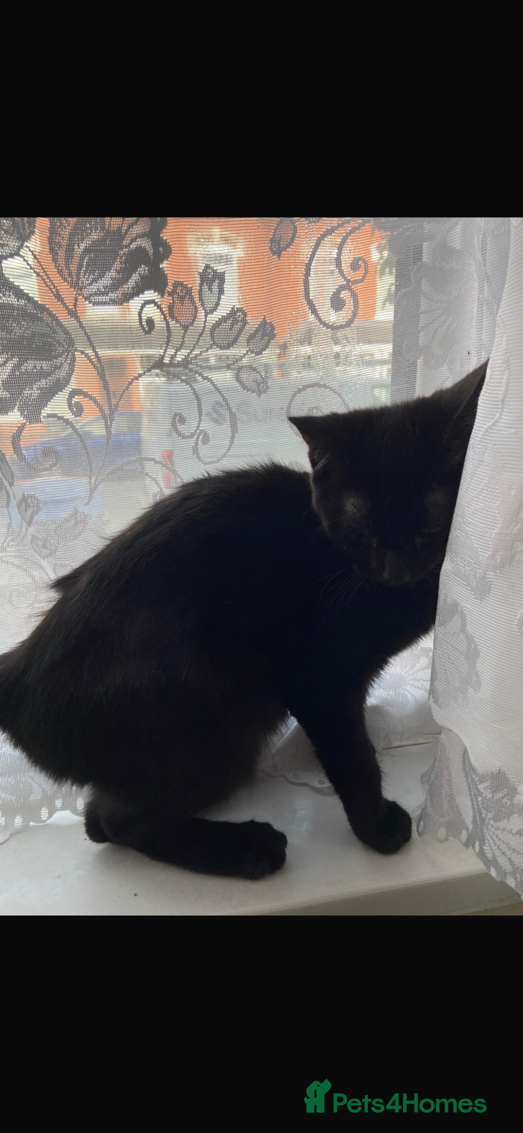 Bombay cats for sale: black cat  - Image 2