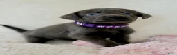 Labrador Retriever dogs for sale: Health Tested KC Registered Labrador Pups - Advert 25