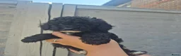 Cockapoo dogs for sale: Beautiful F1BB rare curly cockapoo's for sale  - Advert 15
