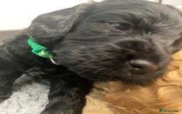 Cockapoo dogs for sale: Cockapoo Puppies for Sale - Image 10