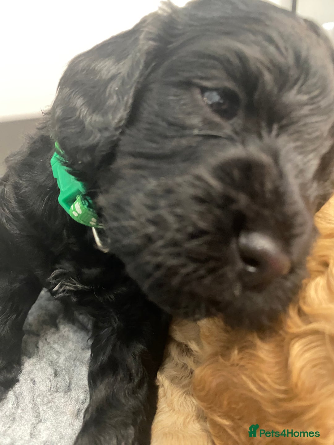 Cockapoo dogs for sale: Cockapoo Puppies for Sale - Image 10