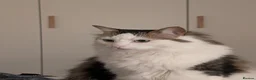 Mixed Breed cats for sale: Test cat - Advert 2