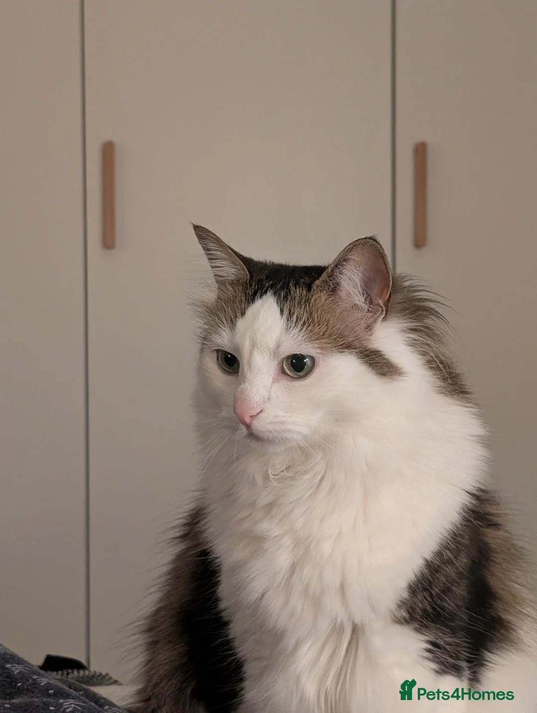Mixed Breed cats for sale: Test cat - Advert 2