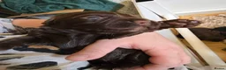 Cocker Spaniel dogs for sale: Cocker Spaniel Puppies For Sale in Chesterfield - Advert 8