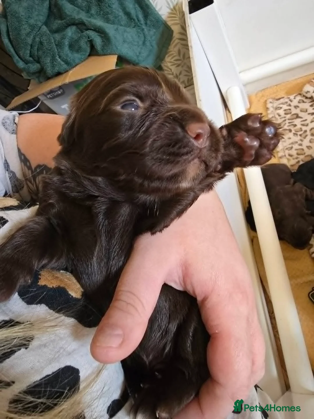 Cocker Spaniel dogs for sale: Cocker Spaniel Puppies For Sale in Chesterfield - Advert 8