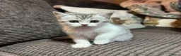 Manx cats for sale: RELISTED Manx x Persian kittens - Advert 5