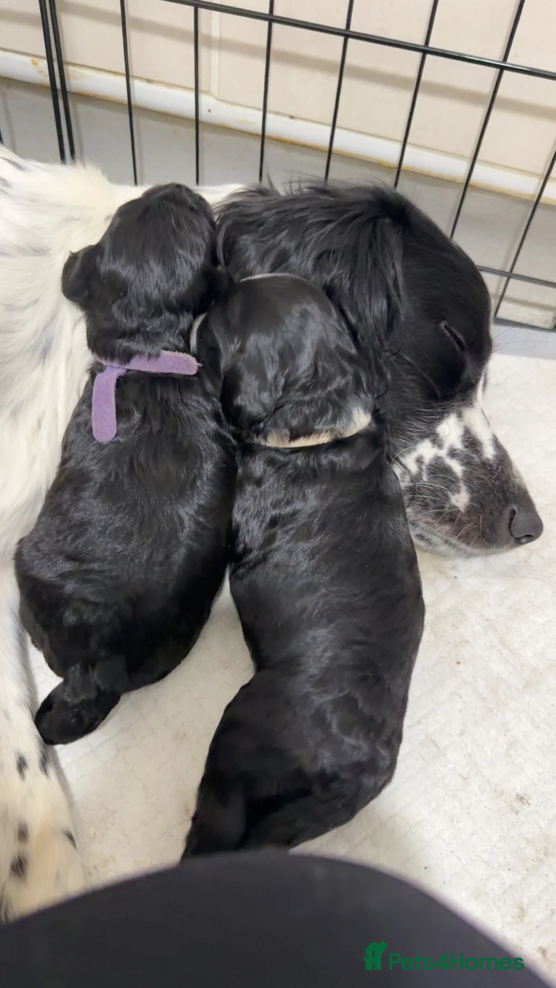 Sproodle dogs for sale: Beautiful sproodle puppies  - Advert 11