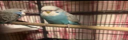 Budgerigars birds for sale: Baby Budgies’s for sale  - Advert 18
