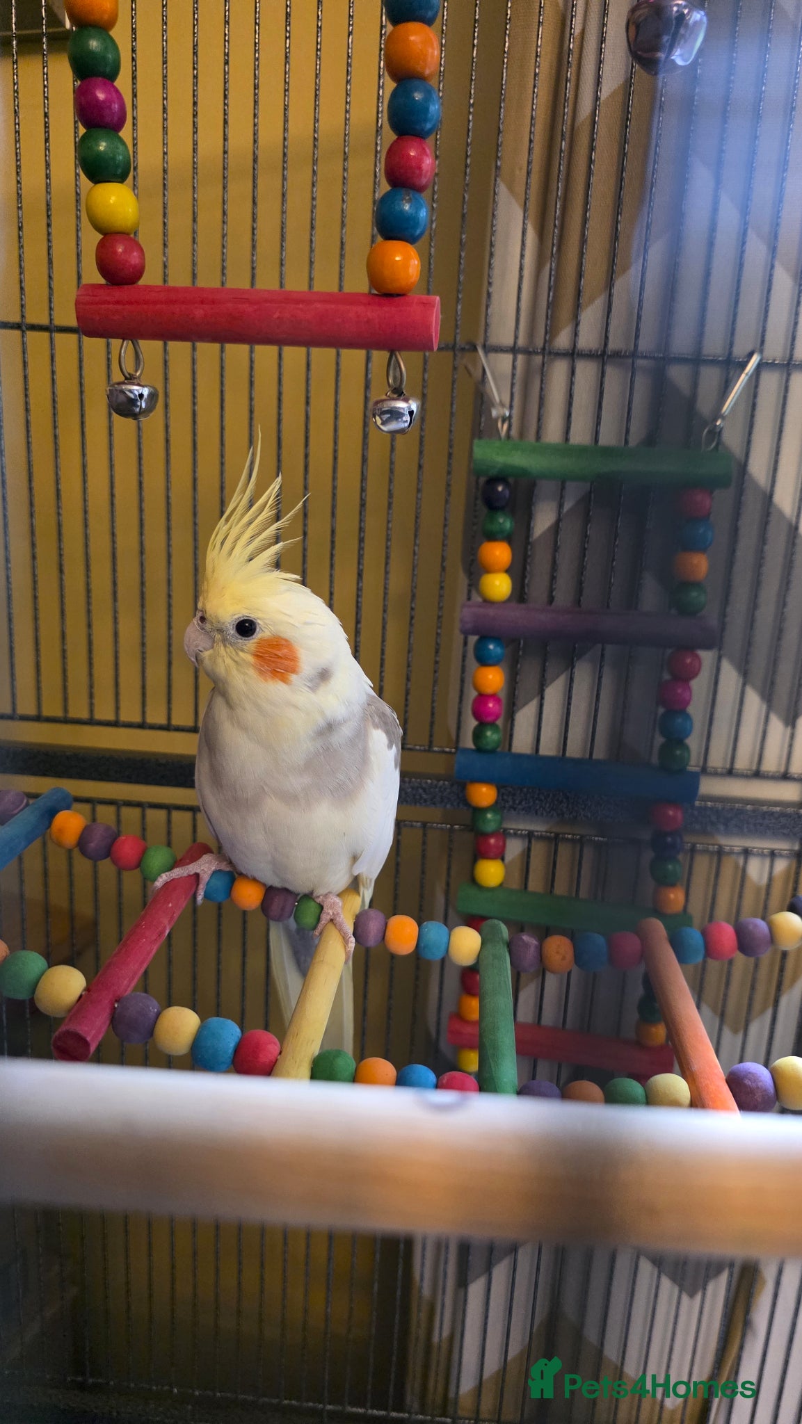 Cockatiels birds for sale: Stunning Pied Cockatiel Born January, Breeder Bred - Advert 3