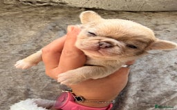 Chihuahua dogs for sale: 💖 Esquire litter of chihuahua puppies 💖 - Advert 19