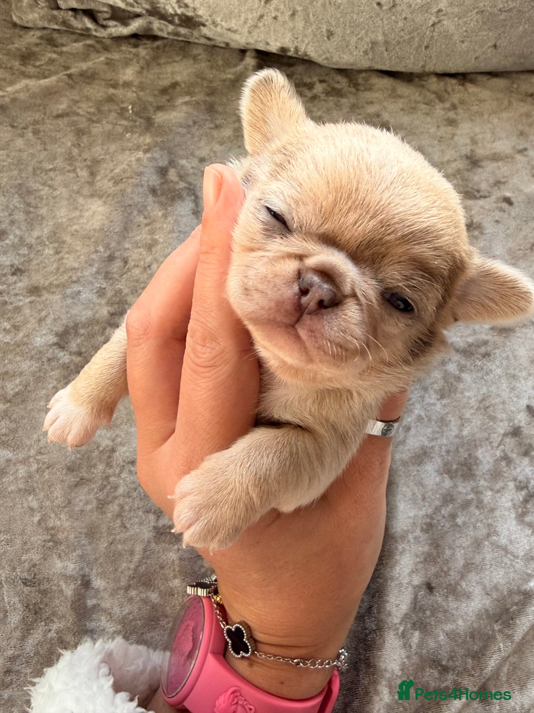 Chihuahua dogs for sale: 💖 Esquire litter of chihuahua puppies 💖 - Advert 19