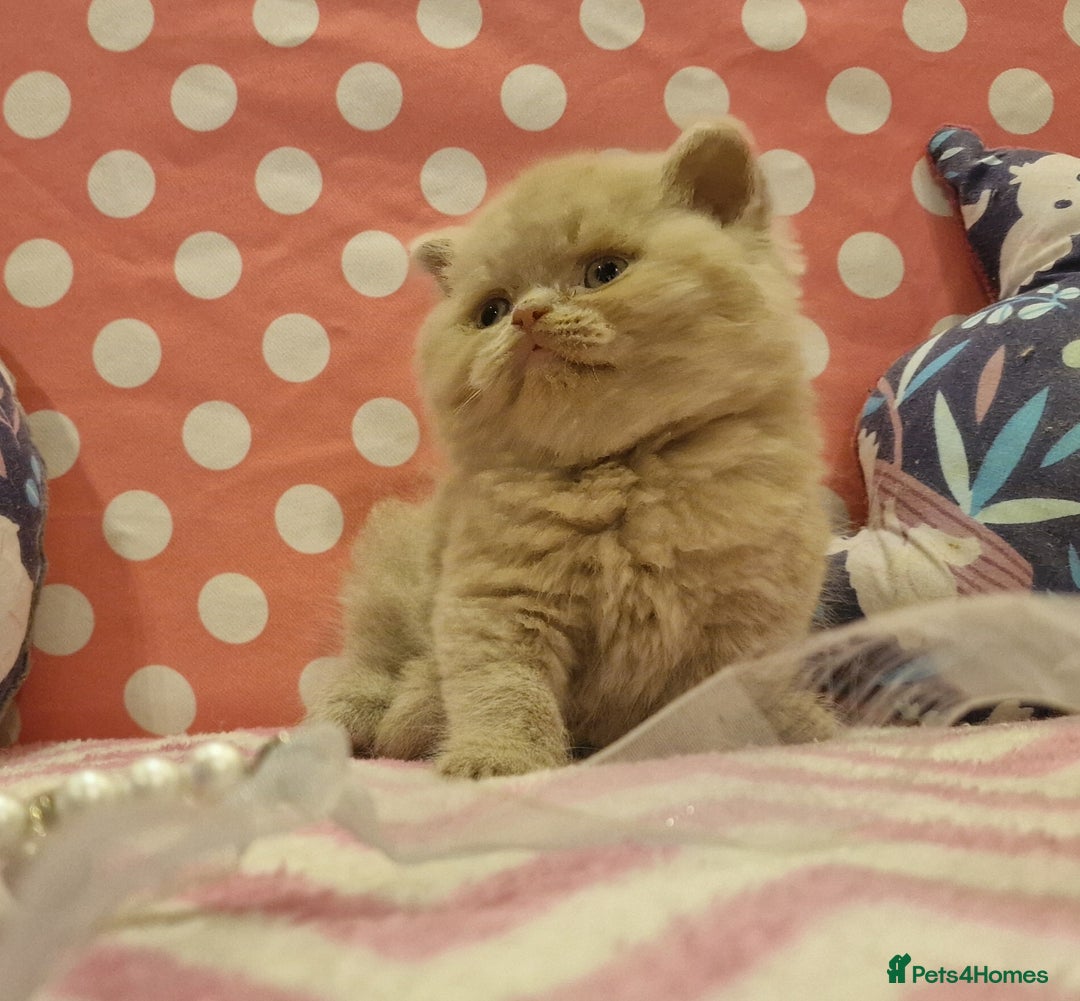 British Shorthair cats for sale: Tica registered British Shorthair kittens Champion - Image 24