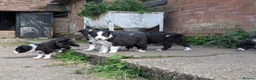 Border Collie dogs for sale: Border Collie Puppies for sale - Advert 4