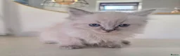 Ragdoll cats for sale: ragdoll kittens  - Advert 12