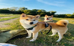 Japanese Shiba Inu dogs for sale: 🐾 Beautiful Japanese Shiba Inu Puppies  - Image 9