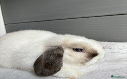 Mini Lop rabbits for sale: Stunning mini lops  - Image 19