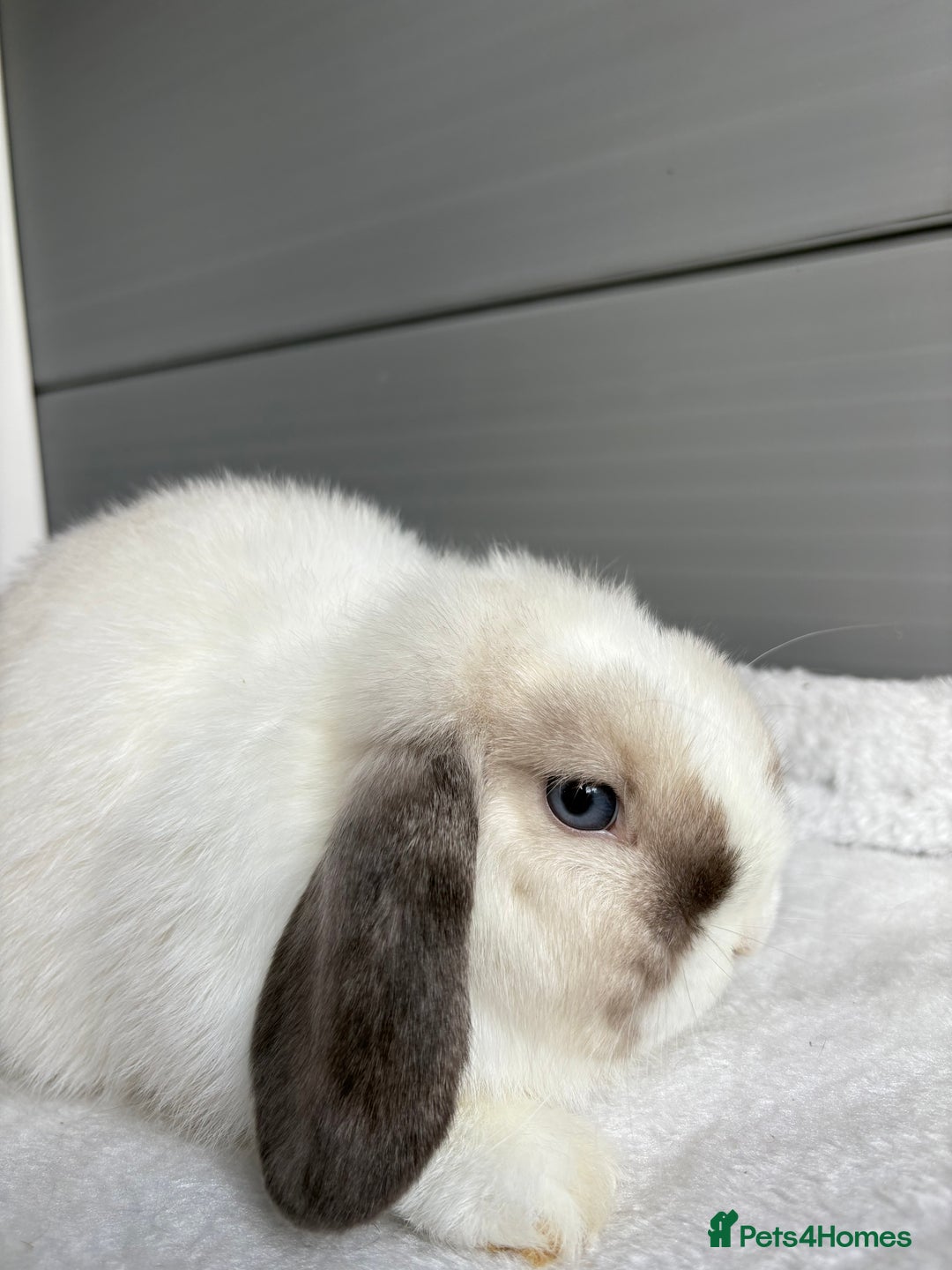 Mini Lop rabbits for sale: Stunning mini lops  - Image 19