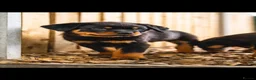 Rottweiler dogs for sale: 🐾 KC Registered Rottweiler Puppies for sale in Huddersfield - Advert 3
