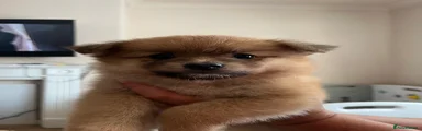 Pomeranian 3