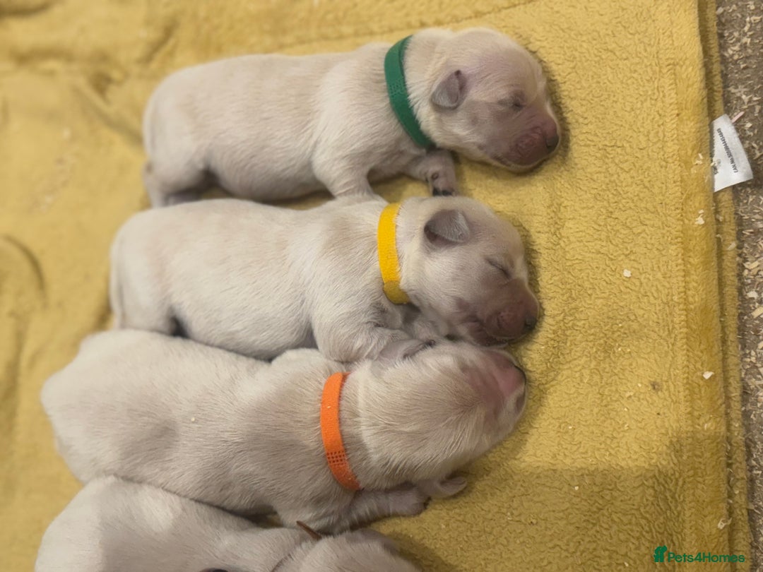 Golden Retriever dogs for sale: 7 beautiful Golden Retriever puppies  - Image 13