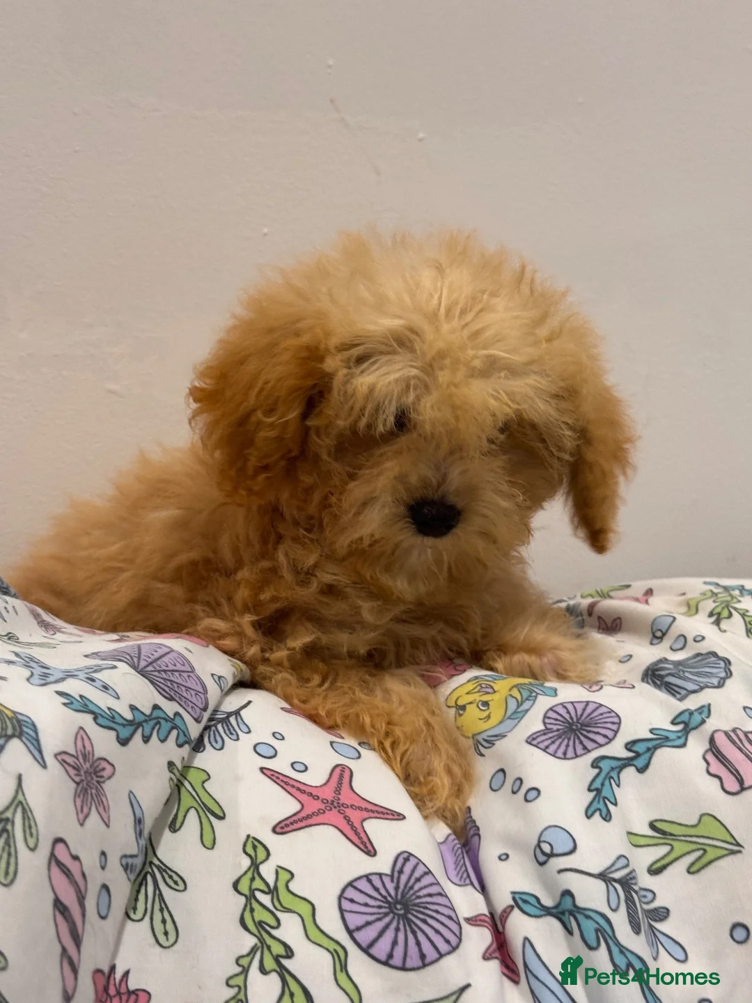 Poochon dogs for sale: Health tested Poochon Puppies  - Advert 2